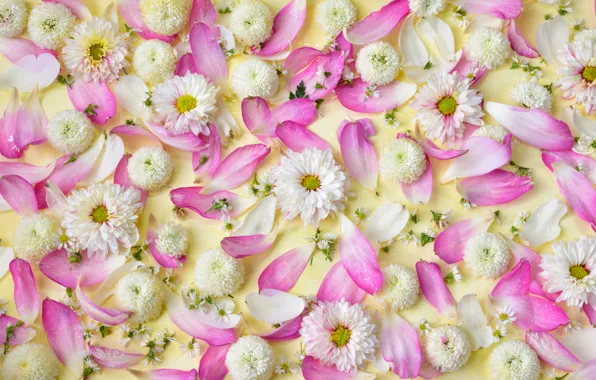 Flowers, petals, pink, white, white, chrysanthemum, pink, flowers