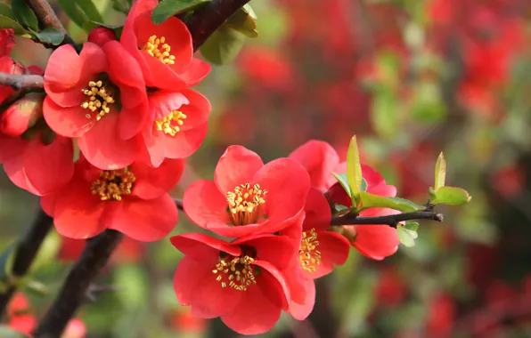 Picture flowers, nature, branch, spring, red, leaves, flowering, garnet