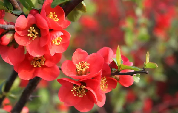 Flowers, nature, branch, spring, red, leaves, flowering, garnet