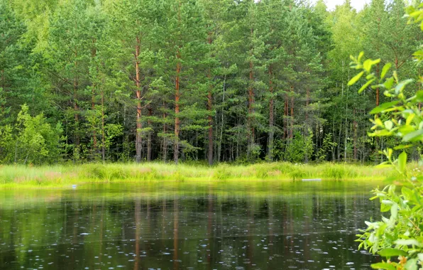 Greens, forest, grass, trees, lake, Russia, Leningrad oblast