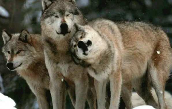 Picture nature, predator, animal, wolf, wildlife, portrait, portrait., Canis lupus. face