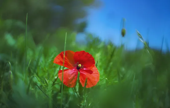 Flower, the sky, grass, red, blue, Mac, Maki, green background