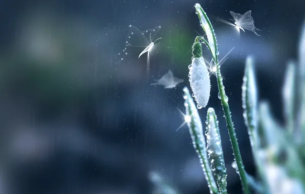 White, flower, drops, light, butterfly, lights, fantasy, rain