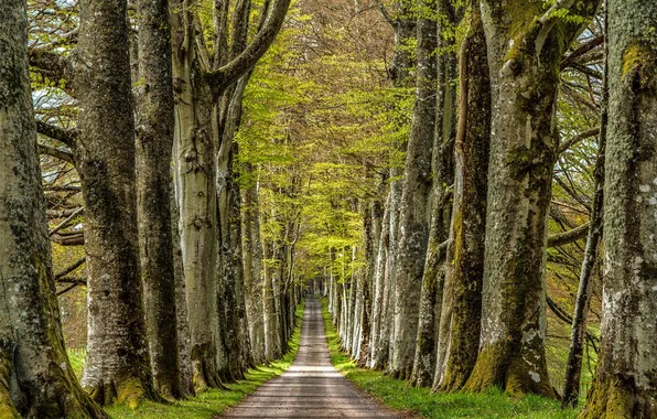 Picture road, trees, nature