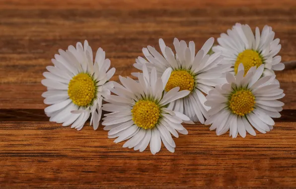 Macro, chamomile, petals