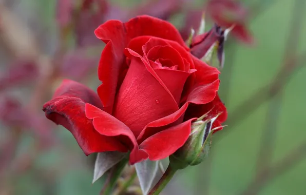 Picture macro, rose, petals, buds