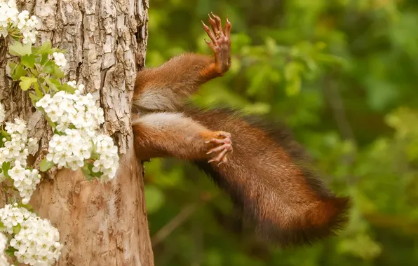 Tree, humor, protein, tail, the hollow, climbed, Paws stick out