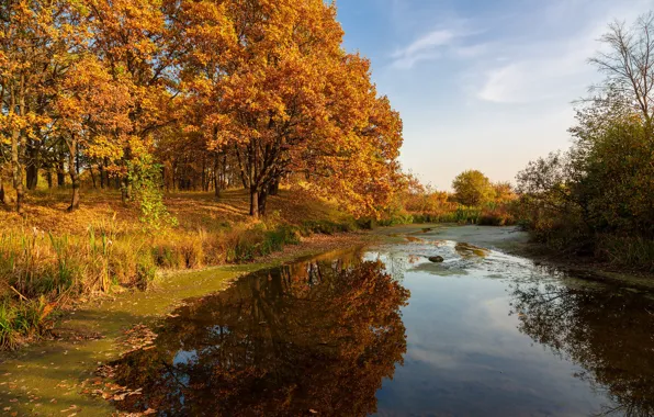 Trees, nature, lake, reflection, oaks, autumn landscape
