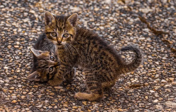 Striped, play, two kittens