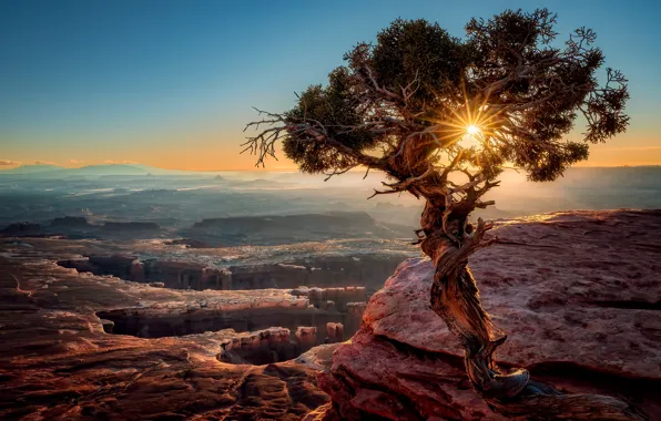 The sun, light, sunset, mountains, tree, USA, pine, canyons