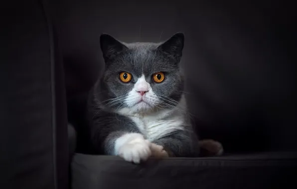 Cat, look, background