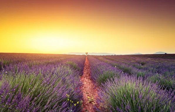 Field, summer, the sky, the sun, light, flowers, nature, dawn