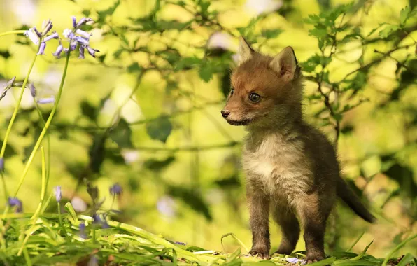 Leaves, light, flowers, branches, baby, Fox, yellow background, bokeh