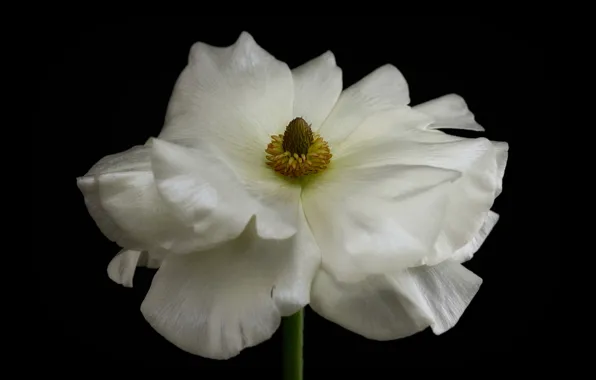 Macro, background, petals, Buttercup