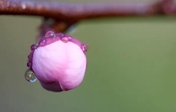 Flower, drops, macro, Rosa, pink, branch, Sakura, Bud