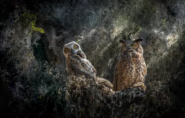 Birds, thickets, owls, owl