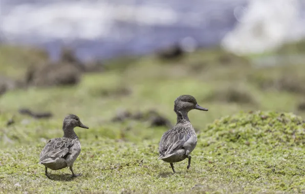 Nature, Birds, Pair, Duck