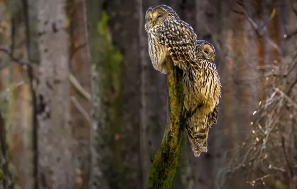 Forest, trees, birds, owl, branch, owls, owl, two owls