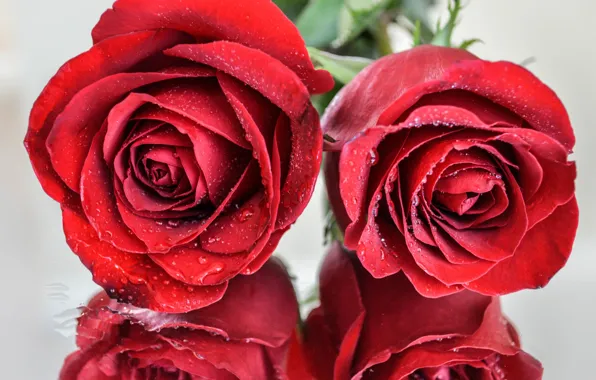 Picture macro, red, macro, red, reflection, roses, Rose, drops