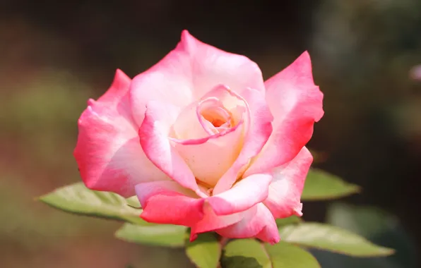 Picture nature, rose, Bush, petals