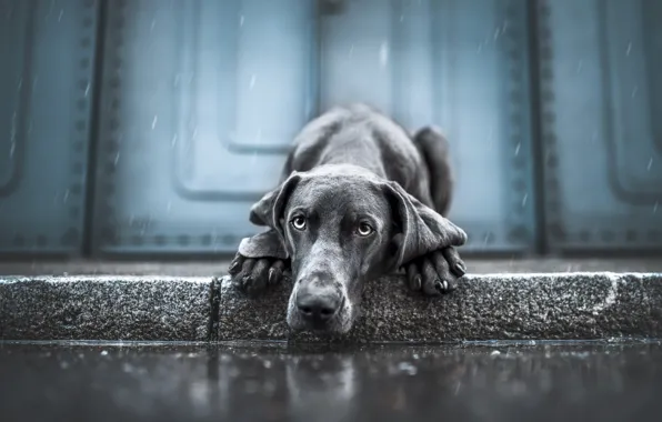 Sadness, look, face, drops, rain, dog, paws, door