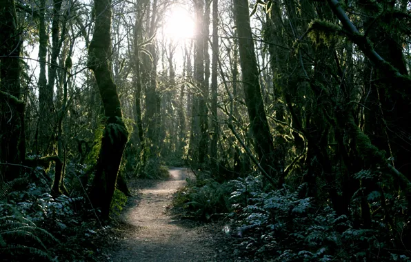 Picture forest, trees, tropics, trail