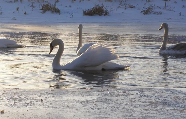 Animals, nature, swans