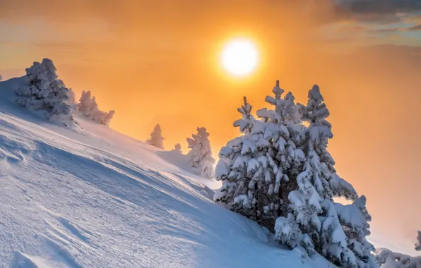 Winter, snow, nature