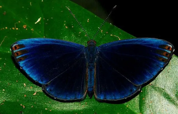 Sheet, microsemi, butterfly, wings, insect, beautiful, closeup