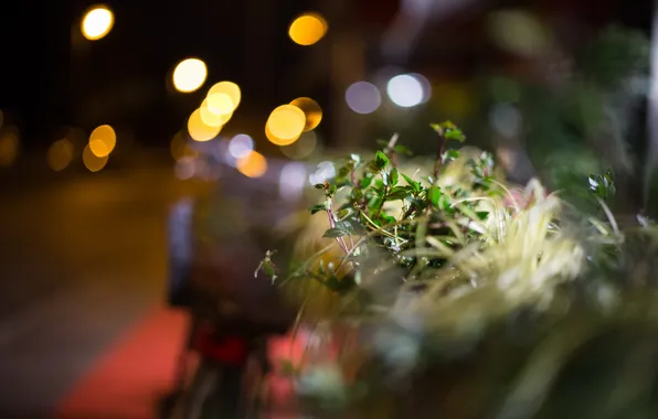 Macro, night, the city