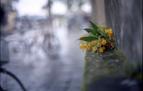Macro, flowers, bike, background, wall, bouquet