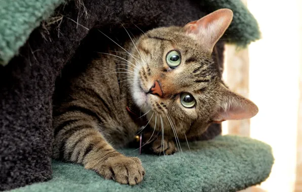 Cat, cat, face, grey, house, cat house, got