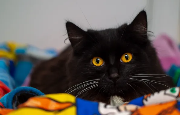 Cat, cat, look, face, comfort, background, black, portrait