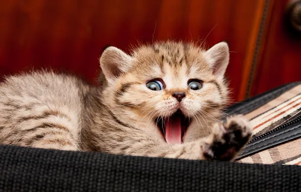 Language, cat, look, pose, kitty, grey, baby, lies