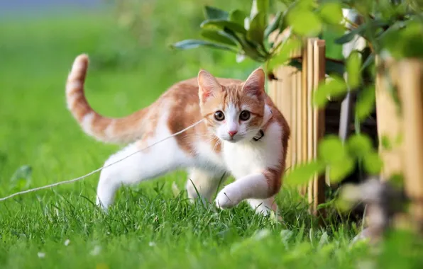 Picture greens, summer, cat, nature, Kitty, red