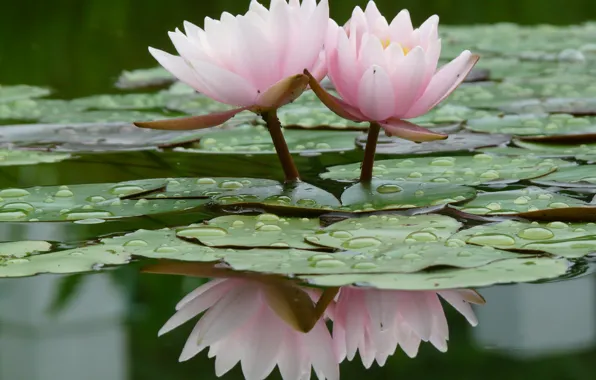 Picture water, swamp, Lily