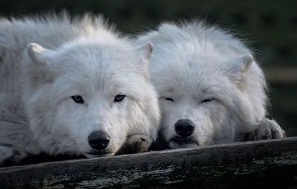 Nature, predator, animal, wolf, wildlife, portrait, portrait., Canis lupus. face