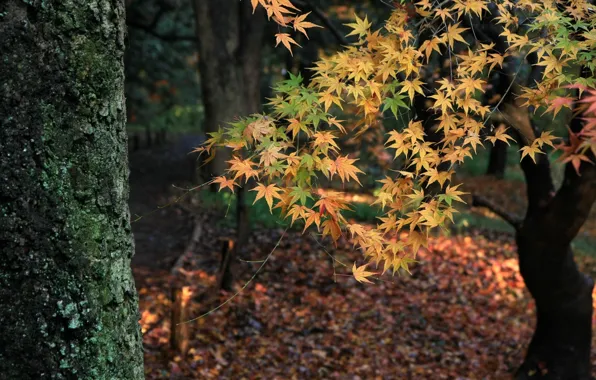 Picture autumn, forest, leaves, trees, nature