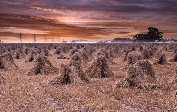 Picture field, landscape, hay