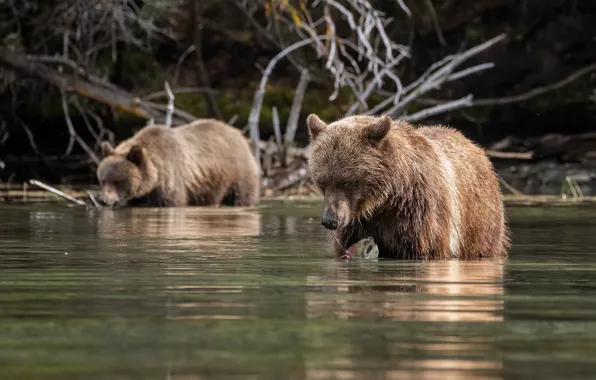 Look, face, branches, nature, shore, fishing, fish, bear