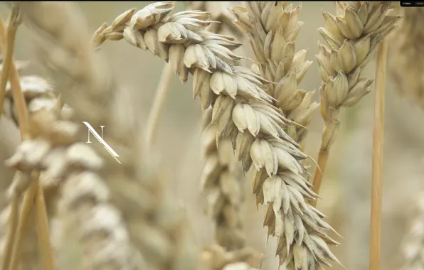 Picture wheat, field, ear
