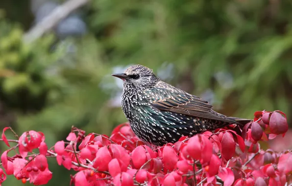 Autumn, leaves, branches, background, bird, red, bokeh, Starling