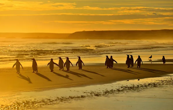 Sea, beach, light, birds, shore, penguins