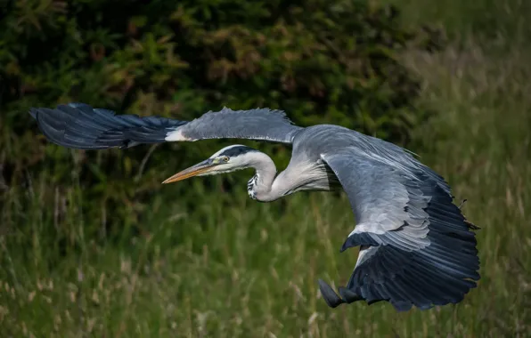 Picture flight, bird, wings, beak, grey Heron