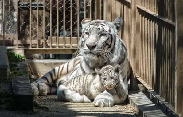 Cat, white, tiger, cell, zoo, tiger
