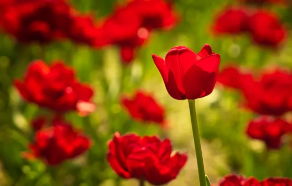 Red, Tulip, Bud, al, bokeh