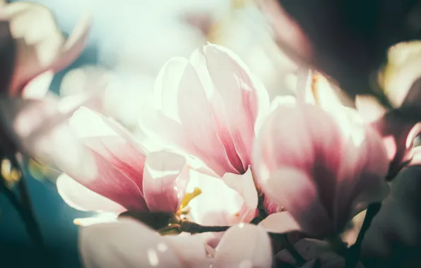 Light, flowers, branches, blur, spring, petals, pink, buds