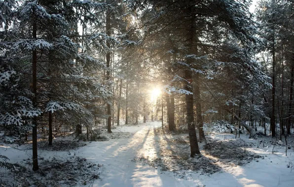 Picture winter, snow, sunrise, Wisconsin, United States, winter, Sunrise, Phillips