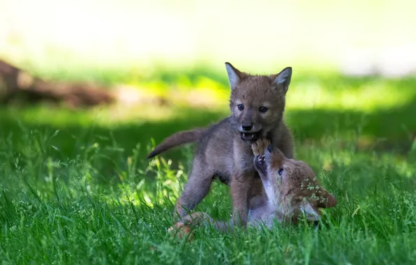 Puppies, wolves, a couple, the cubs, the coyotes