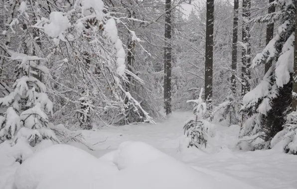 Picture Winter, Snow, Forest, Frost, Winter, Frost, Snow, Forest